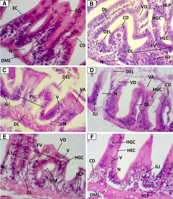 Anti Inflammatory Activity Of Nanoemulsions Of Essential Oil From Rosmarinus Officinalis L In Vitro And In Zebrafish Studies Springerlink Anti Inflammatory Activity Of Nanoemulsions Of Essential Oil From Rosmarinus Officinalis L In Vitro And In Zebrafish Studies Springerlink