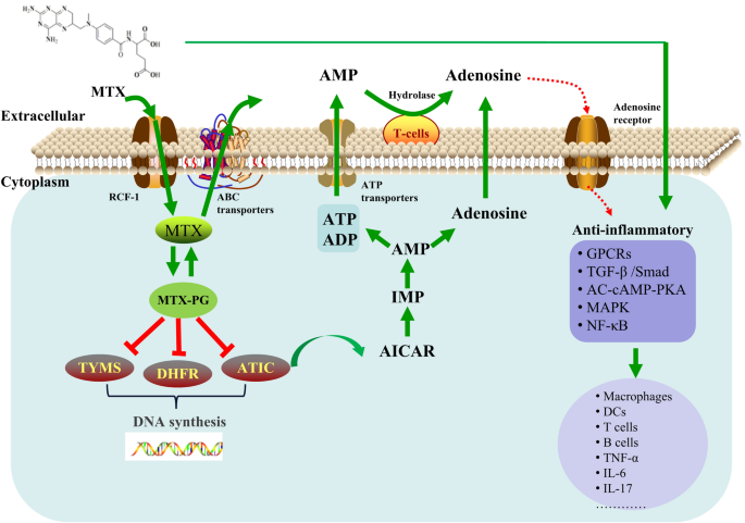 The advances of methotrexate resistance in rheumatoid arthritis |  SpringerLink