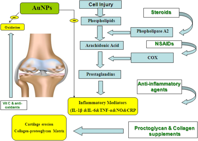 glutathione osteoarthritis Frontiers PDF) Glutathione as a mediator