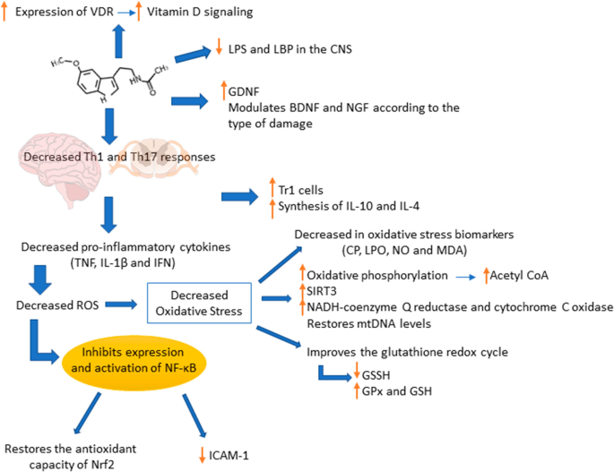 Melatonin and multiple sclerosis: antioxidant, anti-inflammatory and  immunomodulator mechanism of action | Inflammopharmacology