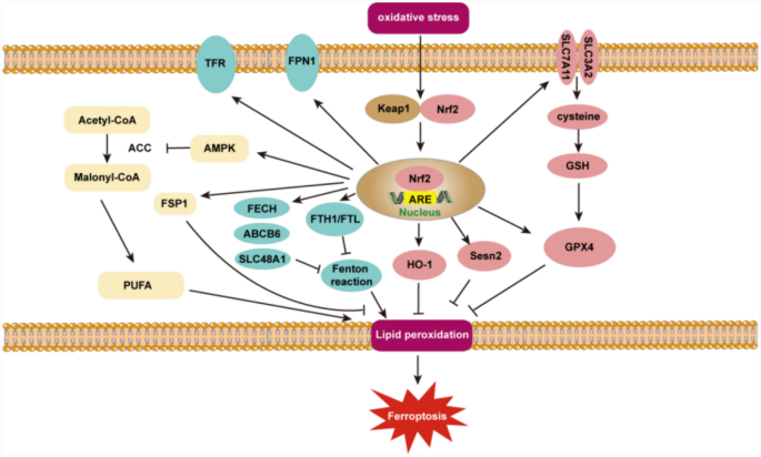 nrf2 glutathione synthesis High Absorption Liposomal Glutathione main image 1