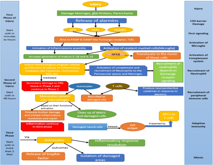 ‘Comprehensive review of emerging drug targets in traumatic brain ...