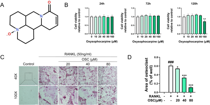 Anti-Inflammatory Effect of Oxysophocarpine (OSC) Powder Anti-Inflammatory Effect of Oxysophocarpine (OSC) Powder