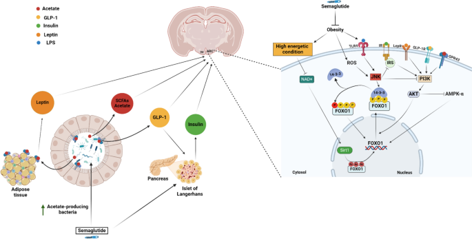 tesofensine and semaglutide together Tesofensine tesofensine and semaglutide together Tesofensine
