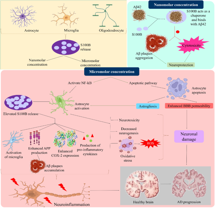 Diverse role of S100 calcium-binding protein B in alzheimer’s disease ...