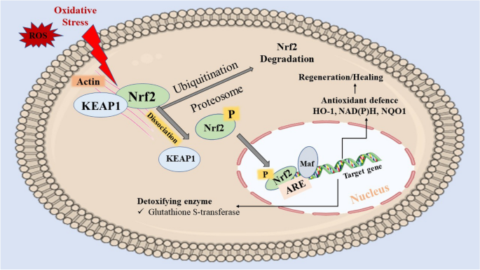 glutathione peroxidase deficiency symptoms Glutathione peroxidase-1 and neuromodulation: Novel potentials of an old  enzyme