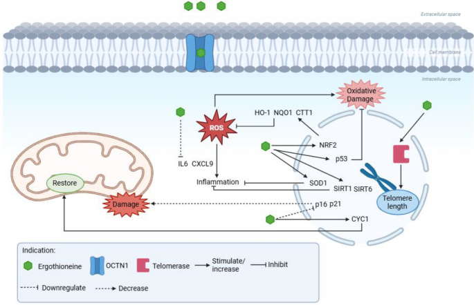 The role of Ergothioneine in cognition and age-related neurodegenerative disease: a systematic review | Inflammopharmacology