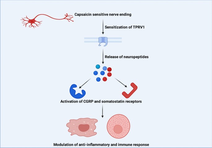 paracetamol action on glutathione The mechanism of of N-acetylcysteine (NAC): The emerging role of H2S and sulfane sulfur species Paracetamol Glucuronide - an overview
