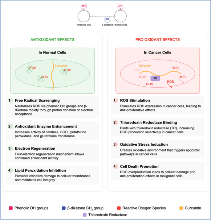 Curcumin: multifaceted biological actions and therapeutic implicationsa narrative review | Inflammopharmacology | Springer Nature Link Curcumin: multifaceted biological actions and therapeutic implicationsa narrative review | Inflammopharmacology | Springer Nature Link