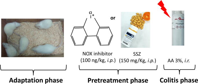 Diphenyleneiodonium exhibits protective effects against both 