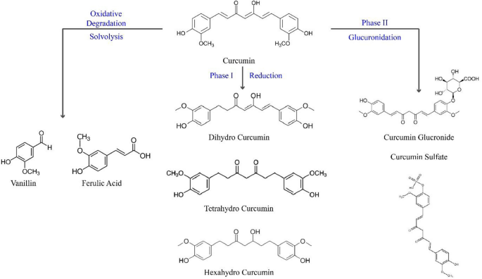 Therapeutic effects of curcumin on seizure and its mechanisms of action ...