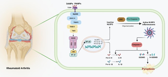 Metabolic and neuroimmune control of rheumatoid arthritis: therapeutic  implications of FXR and 7-nAChR axes | Inflammopharmacology | Springer  Nature Link