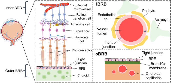 The blood–retinal barrier in ocular pathologies: an updated narrative ...
