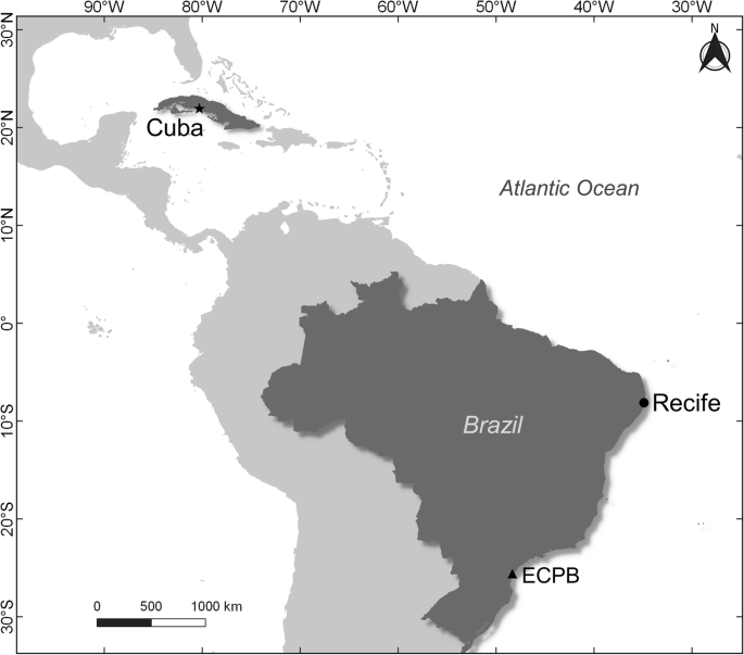 Morphology, growth, toxin production, and toxicity of cultured marine  benthic dinoflagellates from Brazil and Cuba | SpringerLink