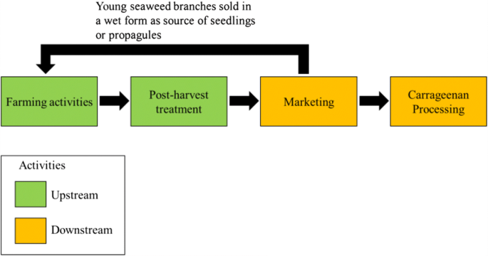 A value chain analysis of Malaysia's seaweed industry | SpringerLink