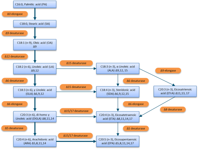 Time Dependent Transcriptome Profile Of Genes Involved In Triacylglycerol And Polyunsaturated Fatty Acid Synthesis In Nannochloropsis Gaditana During Nitrogen Starvation Springerlink Time Dependent Transcriptome Profile Of Genes Involved In Triacylglycerol And Polyunsaturated Fatty Acid Synthesis In Nannochloropsis Gaditana During Nitrogen Starvation Springerlink