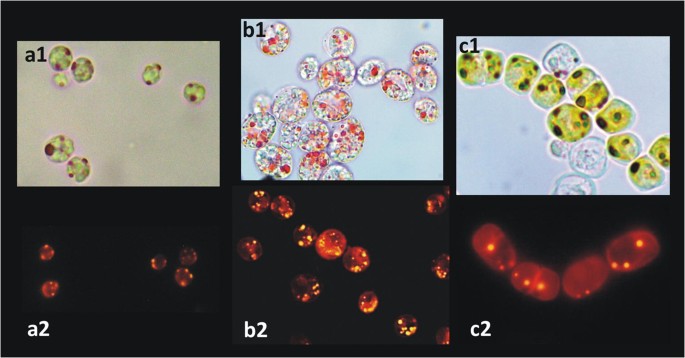 Application Of Oil Red O Staining In Oleaginous Microalgae Practical Uses In Screening And Lipid Quantification Of Different Species Springerlink