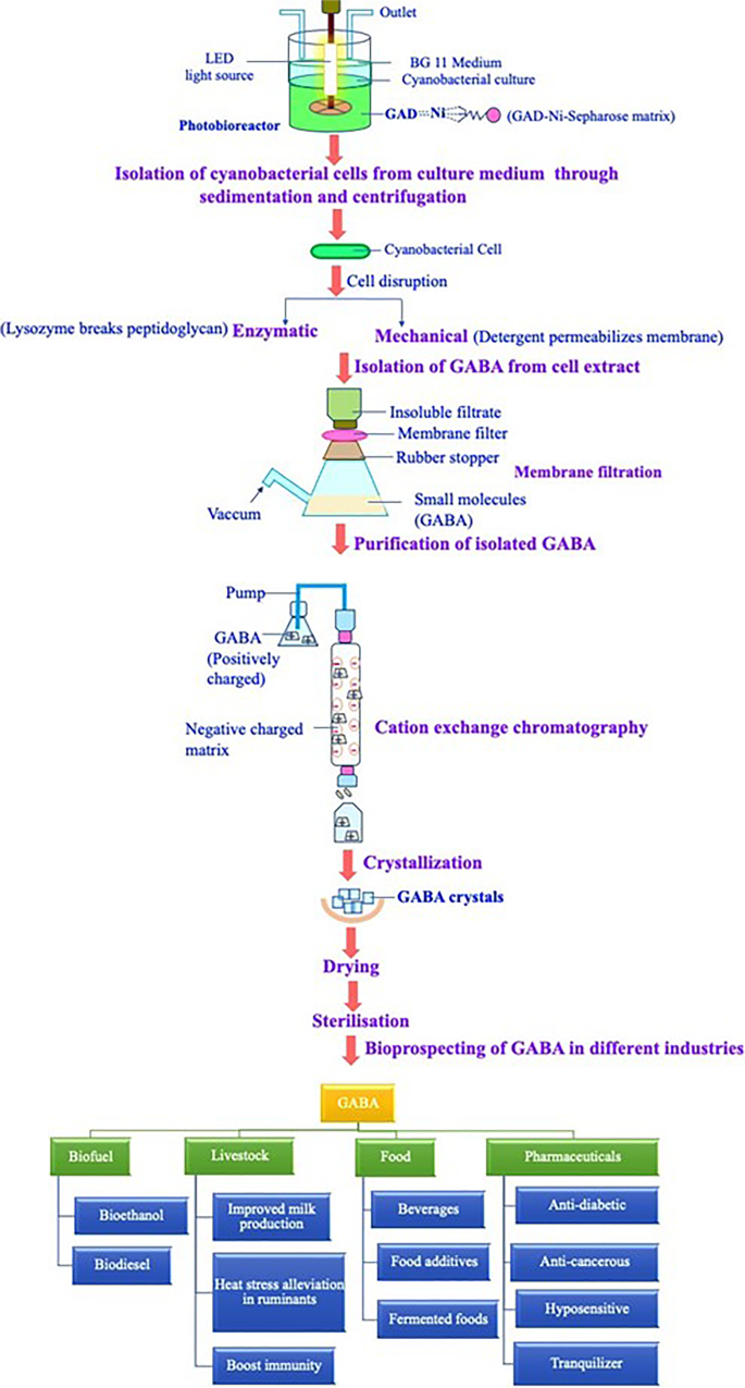 GABA as a signalling molecule: Possible mechanism for its enhanced  commercial production by cyanobacteria | SpringerLink