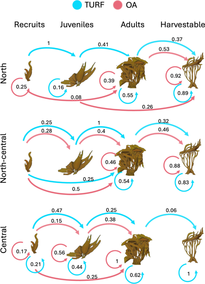 Lessonia Reproduction Evaluating the effects of management regime on the recovery process of ...