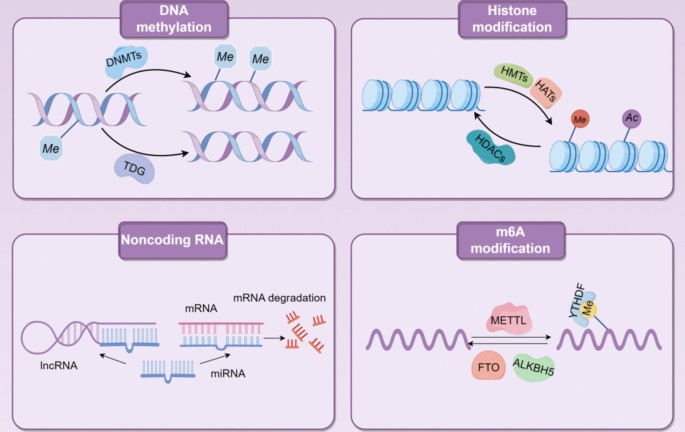 Role of epigenetic regulation in diminished ovarian reserve | Journal ...