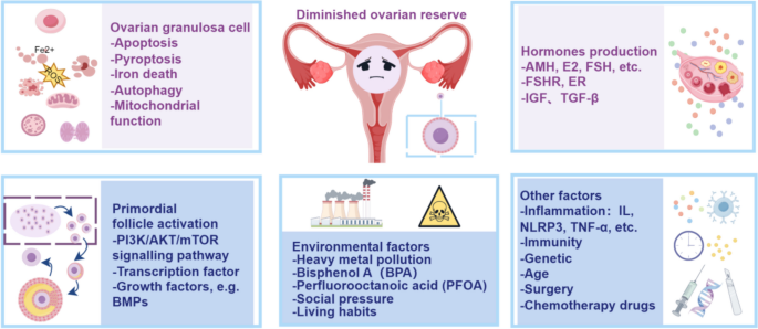 Role of epigenetic regulation in diminished ovarian reserve | Journal ...