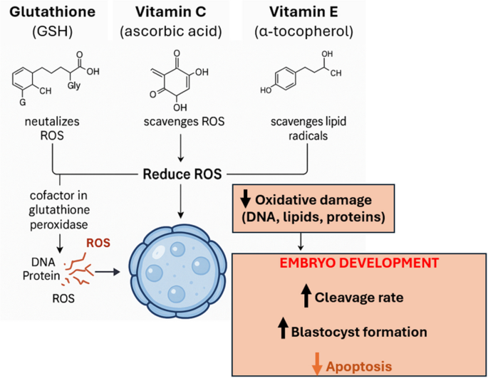 shc glutathione reviews Advances in supplementation strategies for enhancing bovine in vitro embryo  production: a review of growth factors and antioxidants | Journal of  Assisted Reproduction and Genetics