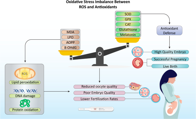 melatonin and glutathione glutathione and melatonin Glutathione and Vitamin C: Do They Work Together?