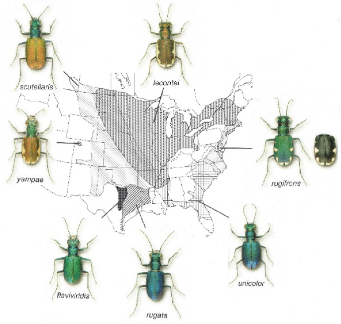 Ants  Tabula Candida