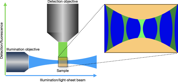 Image Reconstruction in Light-Sheet Microscopy: Spatially Varying  Deconvolution and Mixed Noise | SpringerLink