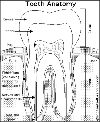 Insights into whole bone and tooth function using optical ...