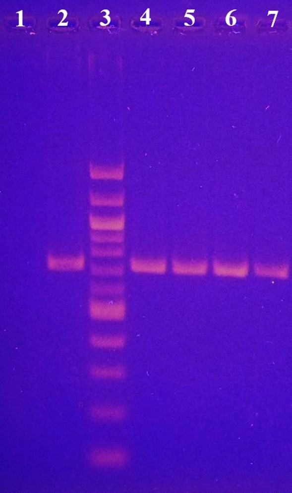 capture of dnas by magnetic