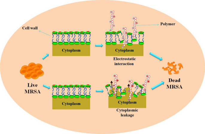 Polymeric approach to combat drug-resistant methicillin-resistant  Staphylococcus aureus | SpringerLink