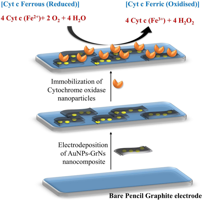 Construction of a cytochrome c nanosensor based on nano-engineered  cytochrome oxidase enzyme covalently immobilized on AuNPs-GrNs  nanocomposite-modified pencil graphite electrode | SpringerLink