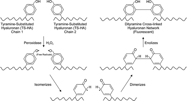 Synthesis And Characterization Of Tyramine Based Hyaluronan Hydrogels Springerlink Synthesis And Characterization Of Tyramine Based Hyaluronan Hydrogels Springerlink