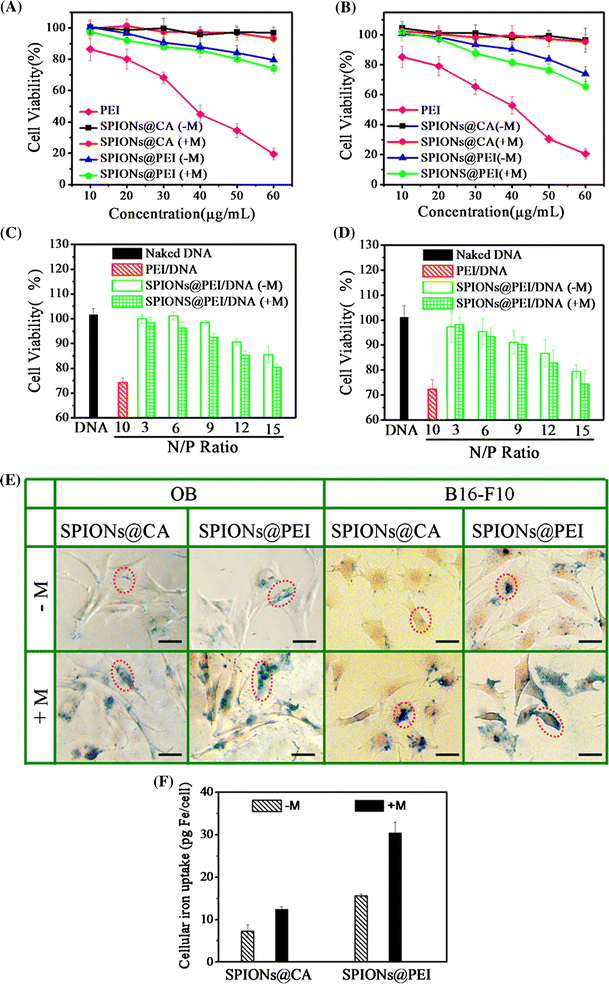 functionalized magnetic nanoparticles