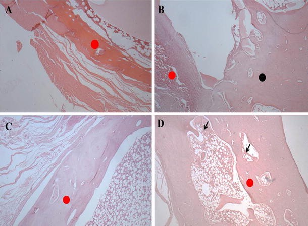 PDF) Use of chitosan and β-tricalcium phosphate, alone and in