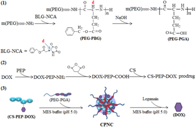 Fabrication Of Chitosan Based Nanocomposite With Legumain Sensitive Properties Using Charge Driven Self Assembly Strategy Springerlink Fabrication Of Chitosan Based Nanocomposite With Legumain Sensitive Properties Using Charge Driven Self Assembly Strategy Springerlink