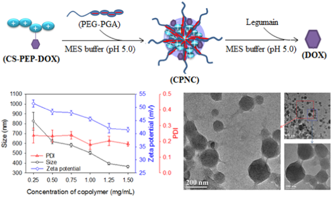 Fabrication Of Chitosan Based Nanocomposite With Legumain Sensitive Properties Using Charge Driven Self Assembly Strategy Springerlink Fabrication Of Chitosan Based Nanocomposite With Legumain Sensitive Properties Using Charge Driven Self Assembly Strategy Springerlink