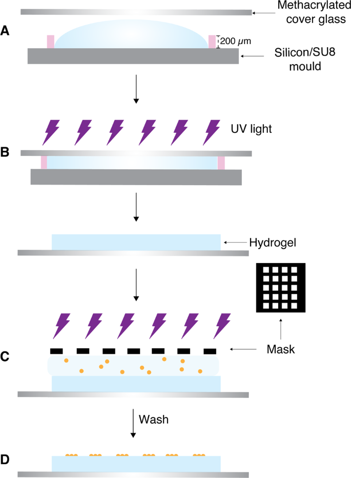 A Simplified Approach To Control Cell Adherence On Biologically Derived In Vitro Cell Culture Scaffolds By Direct Uv Mediated Rgd Linkage Springerlink
