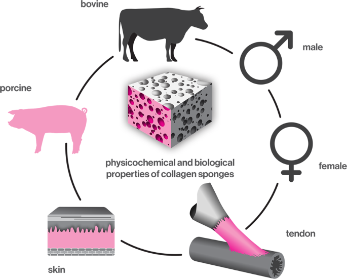 The influence of animal species, gender and tissue on the structural,  biophysical, biochemical and biological properties of collagen sponges |  SpringerLink