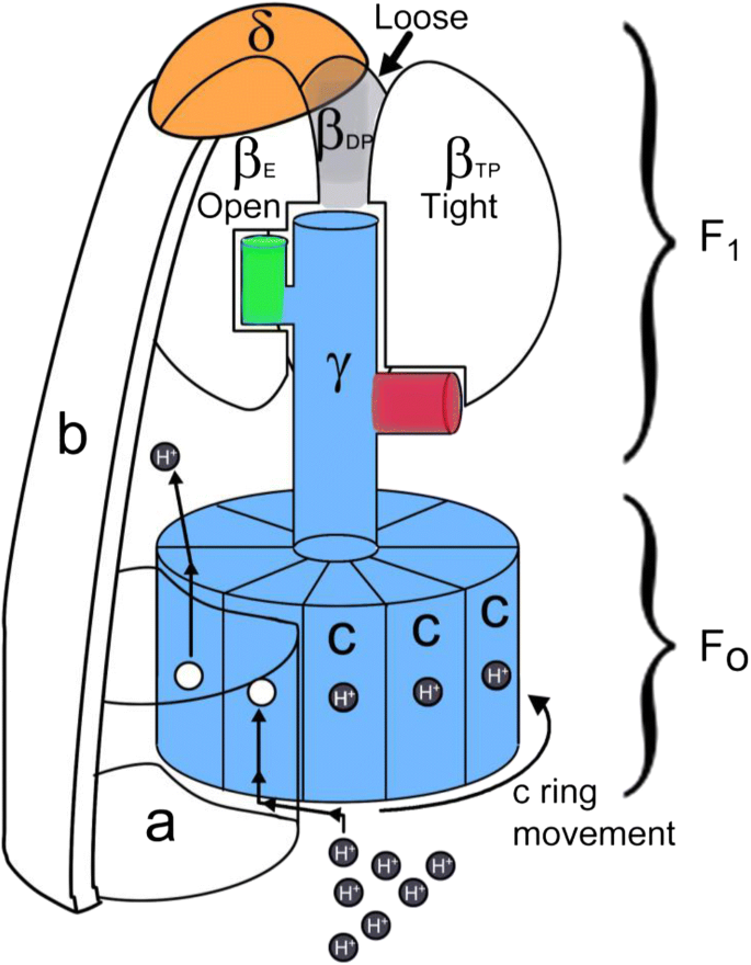 Control Of Rotation Of The F 1 F O Atp Synthase Nanomotor By An Inhibitory A Helix From Unfolded E Or Intrinsically Disordered Z And If 1 Proteins Springerlink