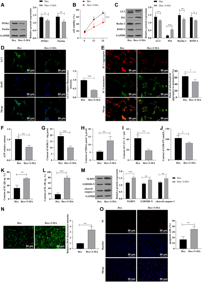Dexmedetomidine activates mitophagy and protects against pyroptosis in ...