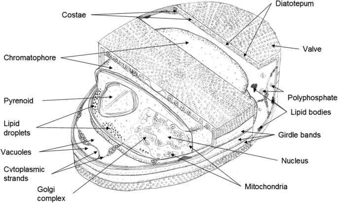 Can diatom girdle band pores act as a hydrodynamic viral defense mechanism?  | SpringerLink