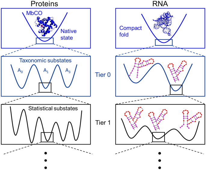 SAM–SAH riboswitch - Wikipedia