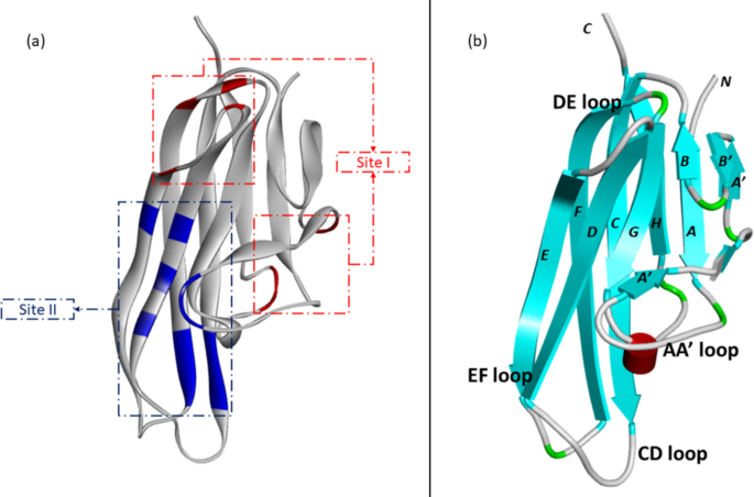 Structure-based discovery and molecular dynamics evaluation of ...