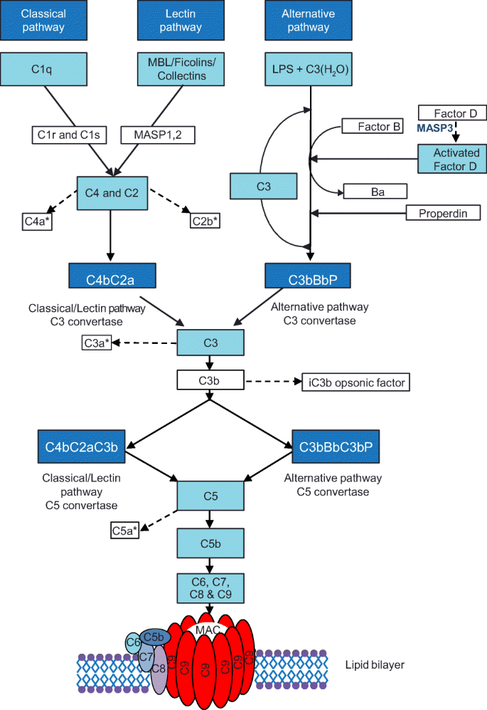 European Society for Immunodeficiencies (ESID) and European Reference  Network on Rare Primary Immunodeficiency, Autoinflammatory and Autoimmune  Diseases (ERN RITA) Complement Guideline: Deficiencies, Diagnosis, and  Management | SpringerLink