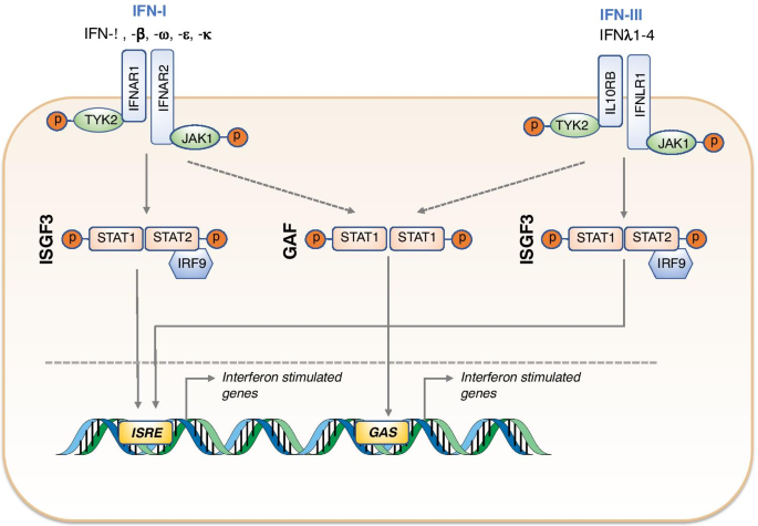 Human Disease Phenotypes Associated With Loss And Gain Of Function  Mutations In Stat2: Viral Susceptibility And Type I Interferonopathy |  Springerlink Human Disease Phenotypes Associated With Loss And Gain Of Function  Mutations In Stat2: Viral Susceptibility And Type I Interferonopathy |  Springerlink