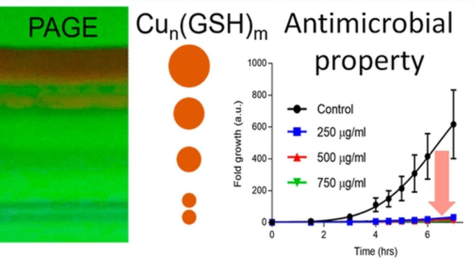 Role of Glutathione Capping on Copper Nanoclusters and Nanoparticles: A  Review | Journal of Cluster Science | Springer Nature Link