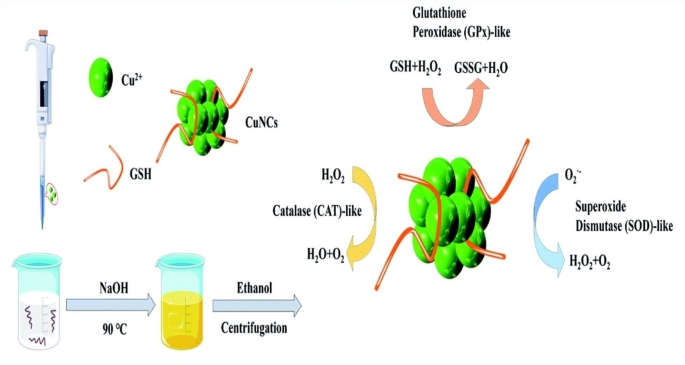 glutathione copper Role of Glutathione Capping on Copper Nanoclusters and Nanoparticles: A  Review | Journal of Cluster Science