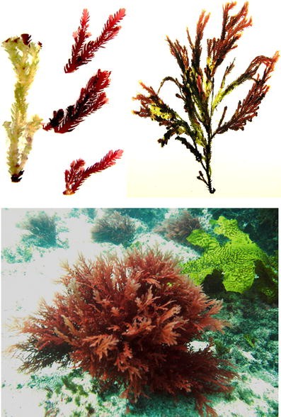 Chemical Mediation of Ternary Interactions Between Marine Holobionts and  Their Environment as Exemplified by the Red Alga Delisea pulchra |  SpringerLink